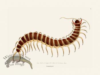 009 Scolopendra Great